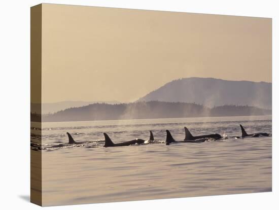 Orca Whales Surfacing in the San Juan Islands, Washington, USA-Stuart Westmoreland-Premier Image Canvas