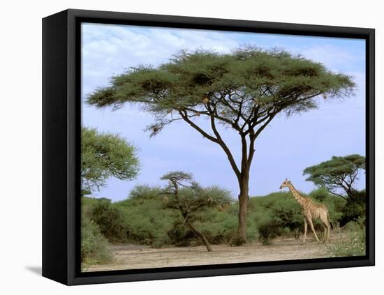 Southern Giraffe and Acacia Tree, Okavango Delta, Botswana-Pete Oxford-Framed Premier Image Canvas