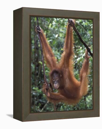 Juvenile Orangutan Swinging Between Branches in Tanjung National Park, Borneo-Theo Allofs-Framed Premier Image Canvas