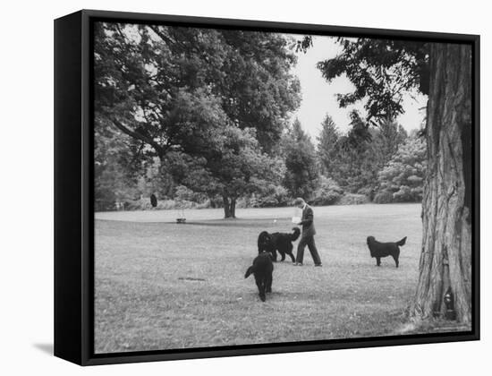 US Attorney General Robert Kennedy Reading a Book While Walking Across the Lawn with His Three Dogs-George Silk-Framed Premier Image Canvas