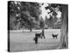 US Attorney General Robert Kennedy Reading a Book While Walking Across the Lawn with His Three Dogs-George Silk-Premier Image Canvas