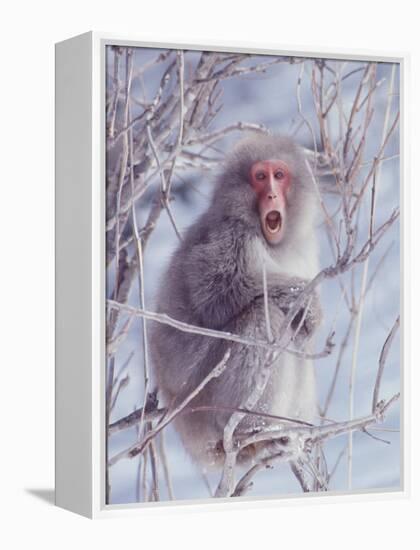 Japanese Macaques in Shiga Mountains of Japan-Co Rentmeester-Framed Premier Image Canvas