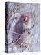 Japanese Macaques in Shiga Mountains of Japan-Co Rentmeester-Premier Image Canvas