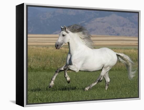 Grey Andalusian Stallion Running in Field, Longmont, Colorado, USA-Carol Walker-Framed Premier Image Canvas