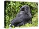 Male Silverback Mountain Gorilla Sitting, Watching, Volcanoes National Park, Rwanda, Africa-Eric Baccega-Premier Image Canvas