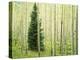 Silver FIr in Aspen Grove, White River National Forest, Colorado, USA-Charles Gurche-Premier Image Canvas