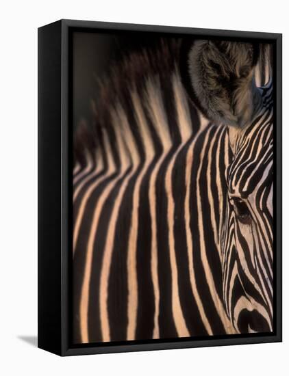 Grevy's Zebra at Sunset, Buffalo Springs National Reserve, Kenya-Paul Souders-Framed Premier Image Canvas