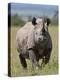An Alert Black Rhino; Mweiga, Solio, Kenya-Nigel Pavitt-Premier Image Canvas