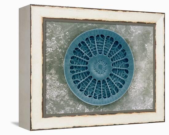 Microscopic View of Diatom-Jim Zuckerman-Framed Premier Image Canvas