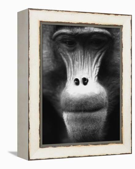 Ape Face-Henry Horenstein-Framed Premier Image Canvas