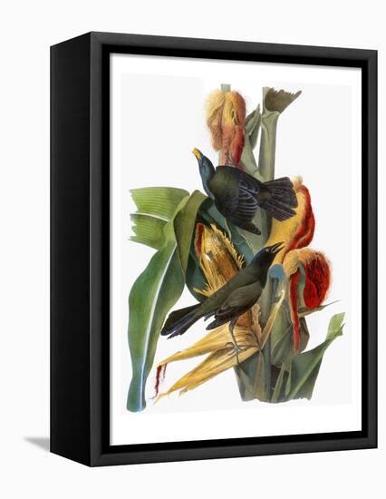 Audubon: Grackle-John James Audubon-Framed Premier Image Canvas