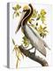 Audubon: Pelican-John James Audubon-Premier Image Canvas