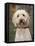 Labradoodle, Reading, Massachusetts, New England, Usa-Jim Engelbrecht-Framed Premier Image Canvas