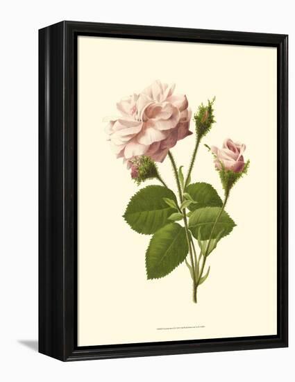 Victorian Rose II-R^ Guillot-Framed Stretched Canvas