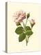 Victorian Rose II-R^ Guillot-Stretched Canvas