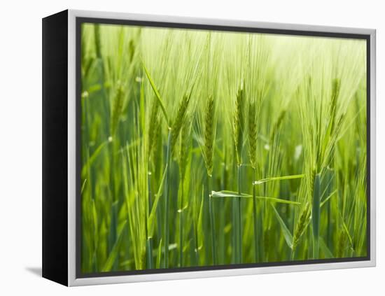 Cornfield-Susanne Casper-zielonka-Framed Premier Image Canvas