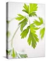 Fresh Parsley-Malgorzata Stepien-Premier Image Canvas