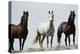 Wild Stallion Horses, Alkali Creek, Cyclone Rim, Continental Divide, Wyoming, USA-Scott T. Smith-Premier Image Canvas