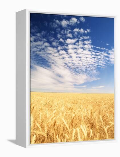 View of Wheat Field, Palouse, Washington State, USA-Stuart Westmorland-Framed Premier Image Canvas