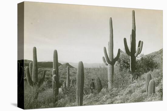 Canon des Coches, Tortolita Mountains, USA-D. T. MacDougal-Premier Image Canvas