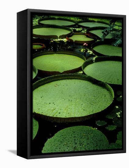 Water Lilies-Vaughan Fleming-Framed Premier Image Canvas