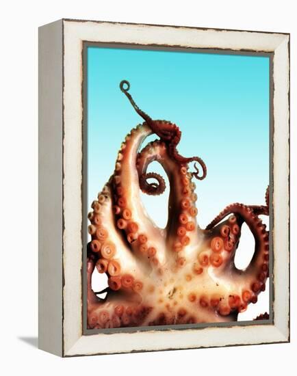 Octopus-Victor Habbick-Framed Premier Image Canvas