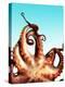 Octopus-Victor Habbick-Premier Image Canvas