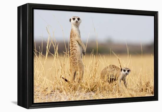 Two Meerkats Alert and on Evening Lookout in the Dry Grass of the Kalahari, Botswana-Karine Aigner-Framed Premier Image Canvas