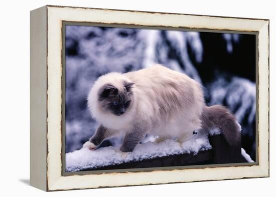 Ragdoll Cat on Fence-Darrell Gulin-Framed Premier Image Canvas