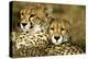 Cheetah Portrait of Pair Close Together-null-Premier Image Canvas