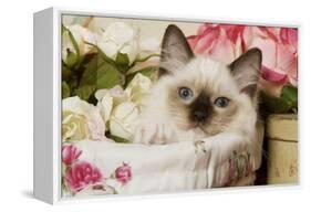 Ragdoll Seal Kitten-null-Framed Premier Image Canvas