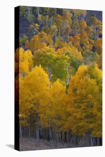 Aspen Trees, Mount Nebo Scenic Loop, Utah-Howie Garber-Premier Image Canvas