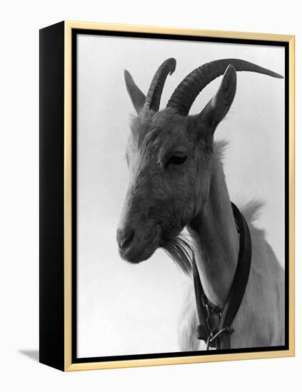 Goat Study-null-Framed Premier Image Canvas