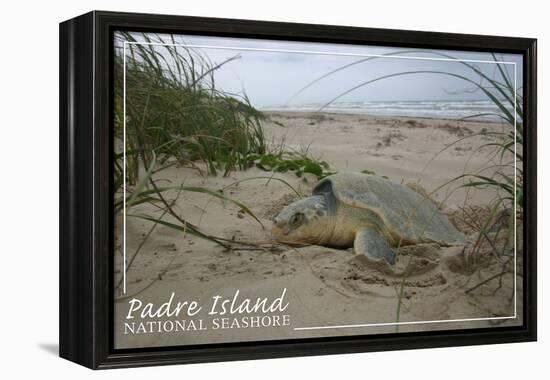 Padre Island National Seashore - Kemp's Ridley Sea Turtle Hatching-Lantern Press-Framed Stretched Canvas