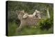 Wild Puma in Chile-Joe McDonald-Premier Image Canvas