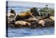 Wa, San Juan Islands, Haro Strait, Steller Sea Lions-Jamie And Judy Wild-Premier Image Canvas