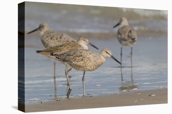 Galveston Island, Texas. Willet Flock on Texas Gulf Coast Beach-Larry Ditto-Premier Image Canvas