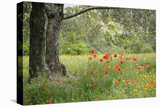 France, Vaucluse, Lourmarin. Poppies under an Olive Tree-Kevin Oke-Premier Image Canvas