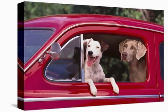 Jack Russel and Weimaraner Sitting in a Car-DLILLC-Premier Image Canvas