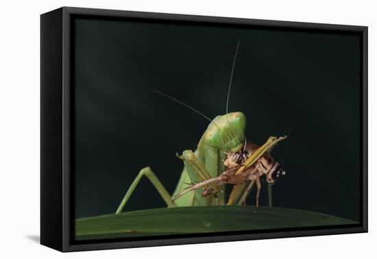 African Praying Mantis Eating a Bug-DLILLC-Framed Premier Image Canvas