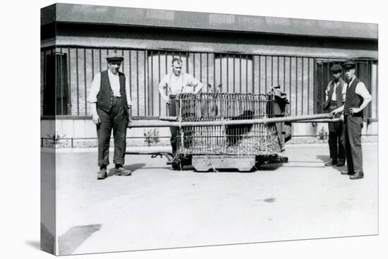 A Black Leopard Being Transported in a Cage by Keepers at London Zoo, June 1922-Frederick William Bond-Premier Image Canvas