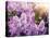 Close-Up Beautiful Lilac Flowers with the Leaves-Leonid Tit-Premier Image Canvas