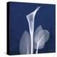 One Indigo Calla Lily-Albert Koetsier-Stretched Canvas