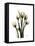 Tulip Family Portrait-Albert Koetsier-Framed Stretched Canvas