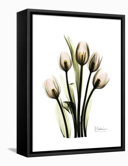 Tulip Family Portrait-Albert Koetsier-Framed Stretched Canvas