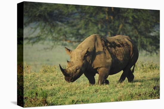 Kenya, Lake Nakuru NP, White Rhinoceros or Square-Lipped Rhinoceros-Anthony Asael-Premier Image Canvas