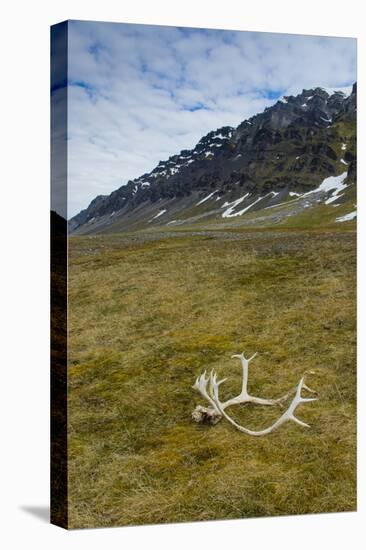 Norway. Varsolbukta. Camp Millar. Reindeer Antler on the Tundra-Inger Hogstrom-Premier Image Canvas