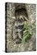 Minnesota, Sandstone. Raccoon in a Hollow Tree-Rona Schwarz-Premier Image Canvas