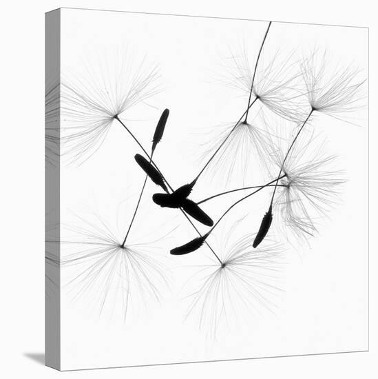 Dandelion Spores on White-Robert Cattan-Premier Image Canvas