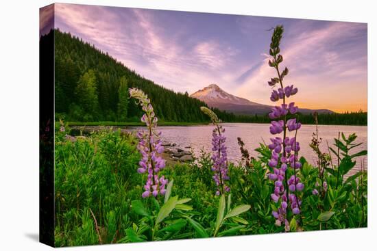 Wildflower Lake, Trillium Lake and Lupine, Mount Hood Wilderness, Oregon-Vincent James-Premier Image Canvas